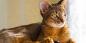 Pisica abisiniană: caracter, condiții de detenție și nu numai