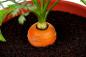 Mini-gradina in apartament: cum să crească legume, plante aromatice, și chiar căpșuni la domiciliu