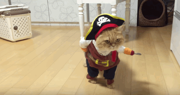 costum pirat pentru o pisica