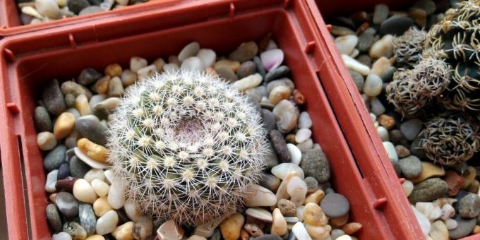 Cum să aibă grijă de cactuși: Pot de cactus