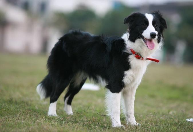 Top 10 cele mai multe rase de caini inteligenti: Border Collie