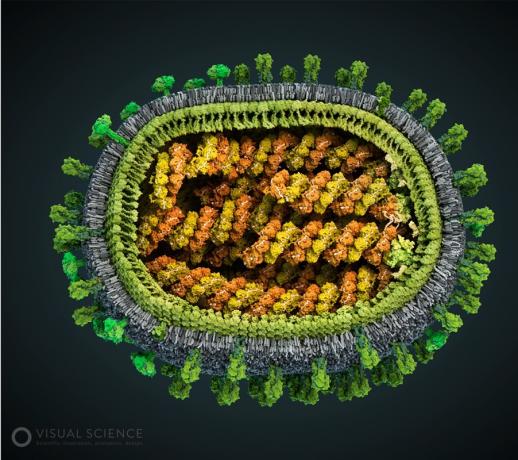 Model de virus gripal