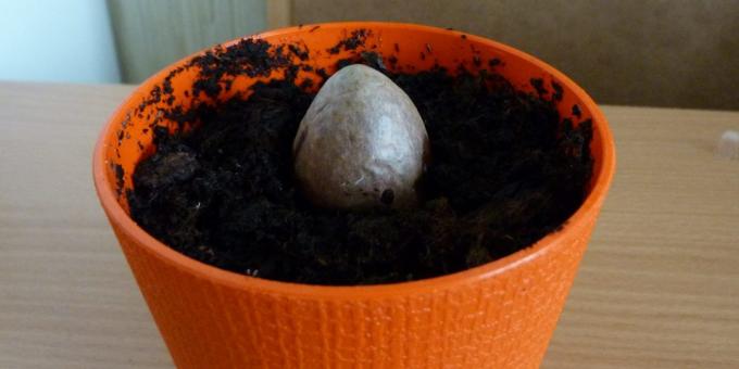 Cum să crească un avocado dintr-o piatră: Piatra în oală