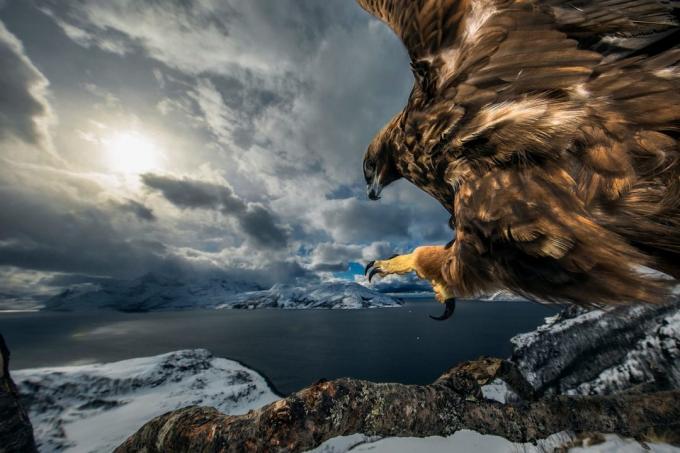20 dintre cele mai bune fotografii ale naturii în 2019 în funcție de natura Fotograf al Anului