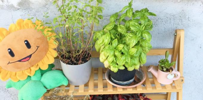 Cum de a stoca plante: ea poate fi cultivate la domiciliu