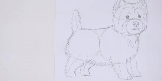 Desenați corpul și coada câinelui