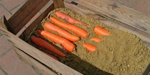 Cum se păstrează morcovi în cutii: straturi alternative, până la sfârșitul morcov