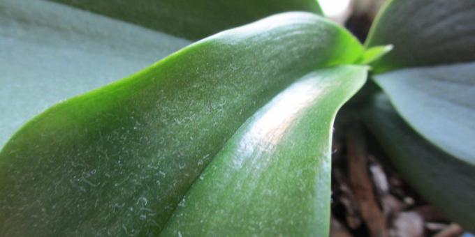 Cum se uda orhidee: pentru a scăpa de praful de pe frunze, pentru a aranja plante de duș
