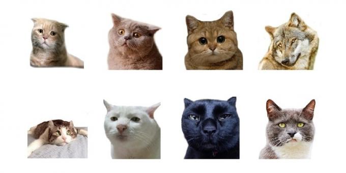 Stickere: Animal Foto Emoji