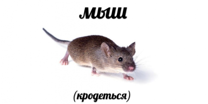 Cele mai frecvente căutări în 2018: Mouse-ul (krodotsya)