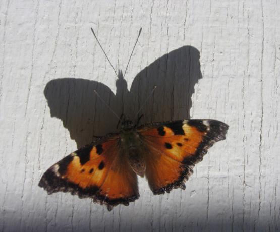 Butterfly aruncă o umbră