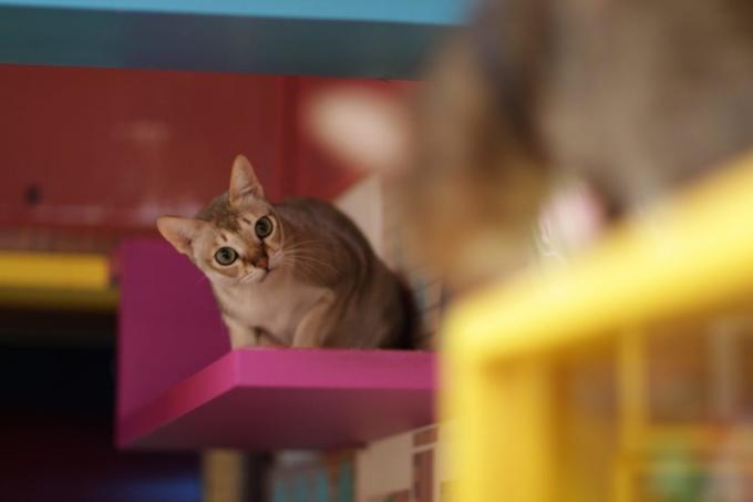 rase de pisici inteligente: Singapore