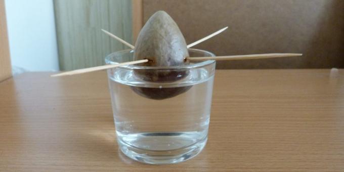 Cum să crească un avocado dintr-o piatră: Piatra în apă