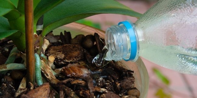 Cum la apa orhidee: Încearcă să ajungi la planta în sine, atunci când se toarnă apă
