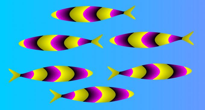 iluzie optică: pește