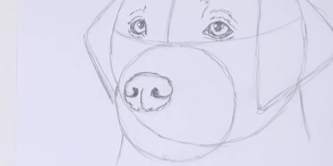 Desenați nasul câinelui