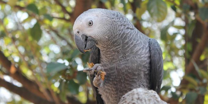 Cele mai inteligente păsări din lume: papagalii gri africani
