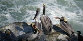 Observarea păsărilor aduce bucurie, precum yoga sau meditația în parc: interviuri cu observatorii de păsări Roma Heck și Mina Milk