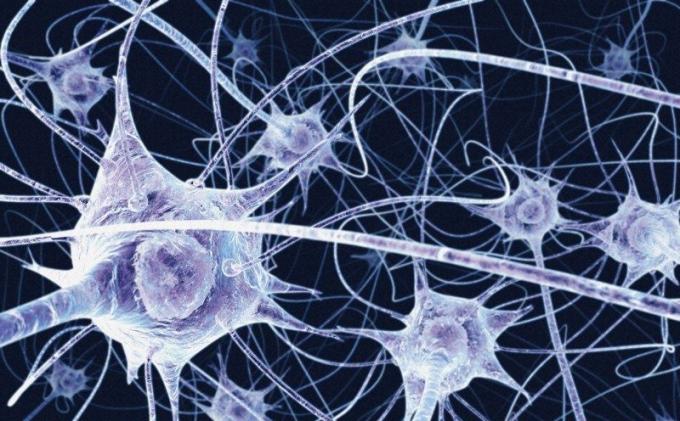 Celulele nervoase nu se regenereaza