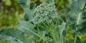 Cum să plantezi și să îngrijești broccoli pentru o recoltă bună