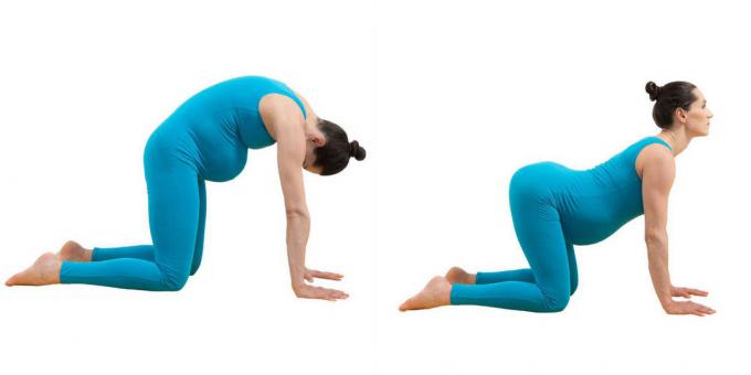Yoga pentru femeile gravide: Pose "pisica-bou" (mardzhariasana-bitilasana)