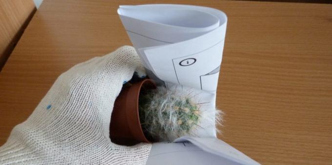 Cum să aibă grijă de cactusi: Cum sa transplant un cactus