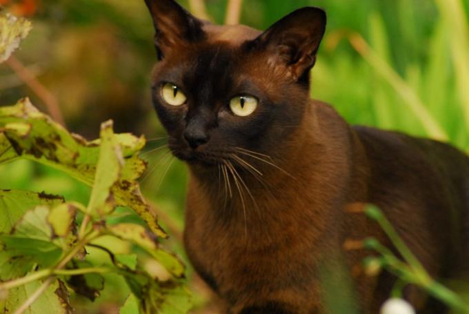 rase de pisici inteligente: birman