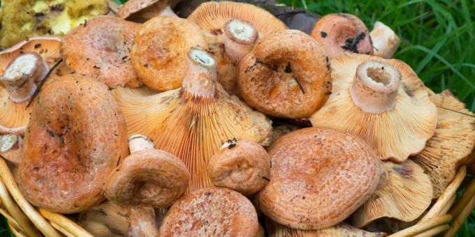 Cum și cât să gătești ciupercile: ciupercile crude