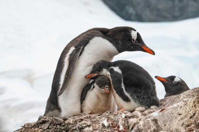Antarctica: fotografii de pinguini