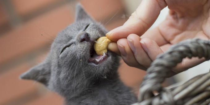 Cum să hrănești o pisică albastră rusă