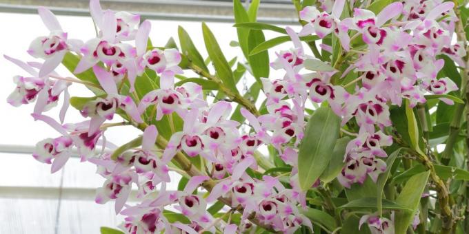 Cum să aibă grijă de orhidee Dendrobium