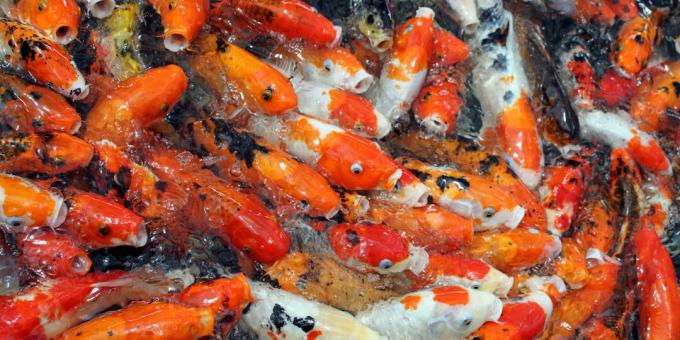 Concepții greșite și fapte amuzante despre animale: peștii aurii au o memorie slabă