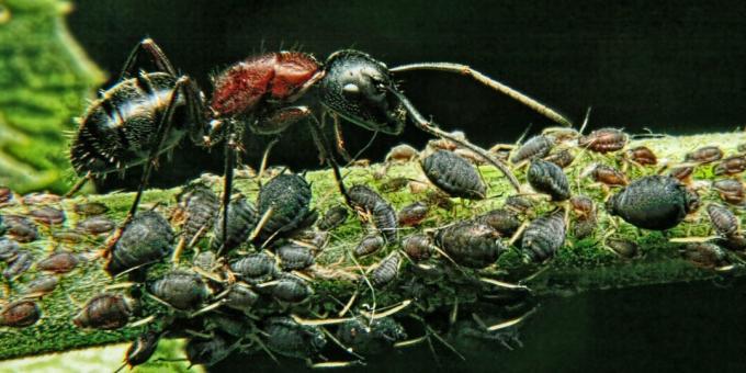 Concepții greșite și fapte interesante despre animale: cea mai puternică creatură din lume este furnica