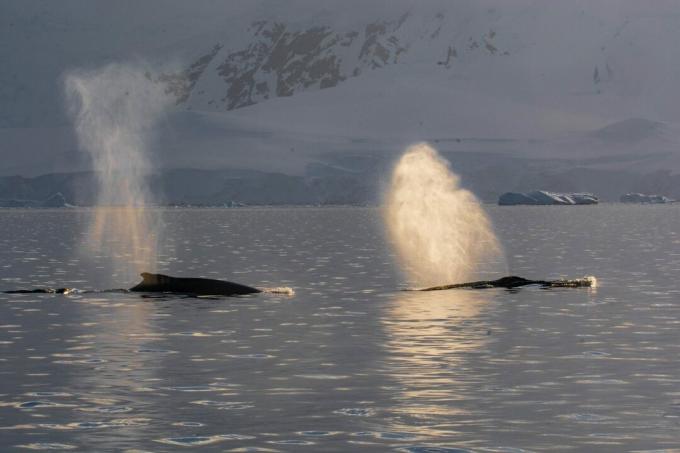 Balene cu cocoașă