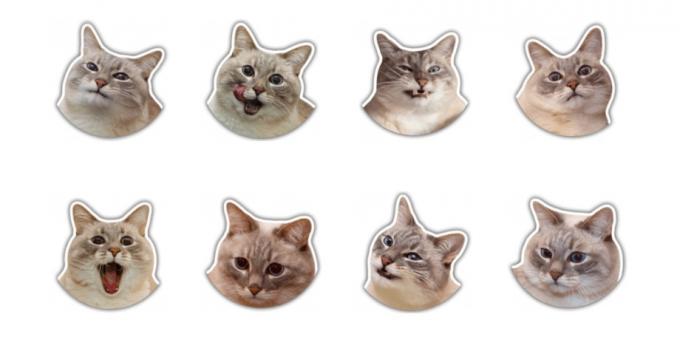 Stickere: pisica Jazz