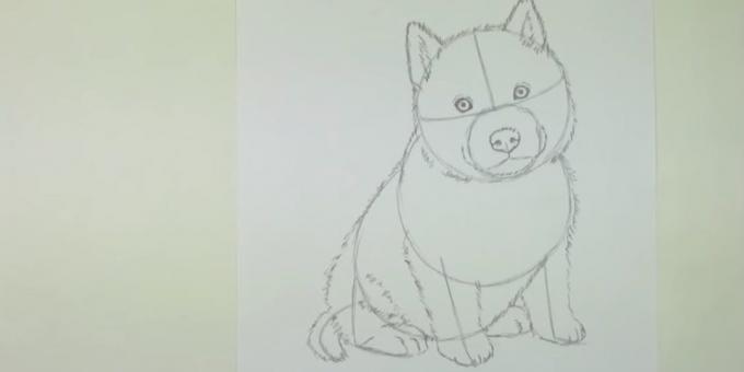 Desenați un câine shorstku
