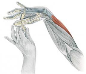 Stretching Anatomie în imagini: exerciții pentru brațe și picioare
