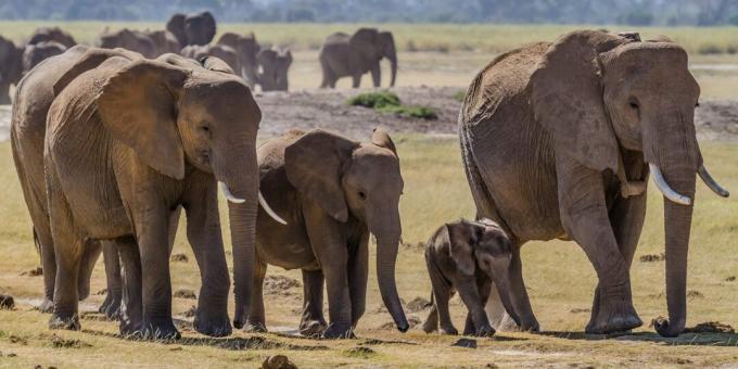 Concepții greșite și fapte despre animale: elefanții bătrâni au un loc special în care să moară