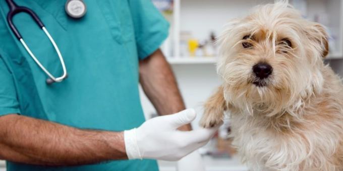 Vizitele regulate la medicul veterinar cainele va scuti de multe probleme de sănătate