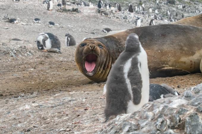 Antarctica: fotografia unui elefant de focă