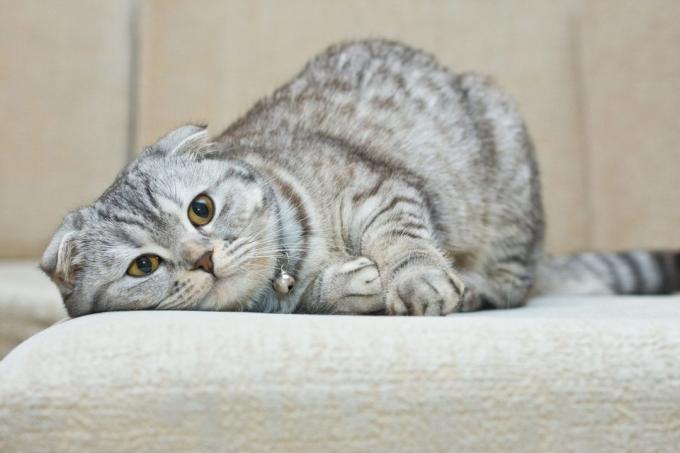 rase de pisici inteligente: Scottish Fold