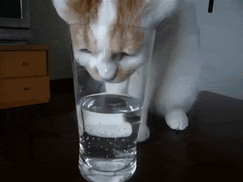 apă potabilă pisică