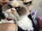 Grumpy Cat 2.0: noua pisică ursuză cucerește internetul