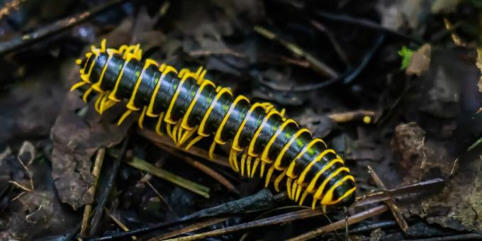 Animale neobișnuite: milipedul Apheloria polychroma