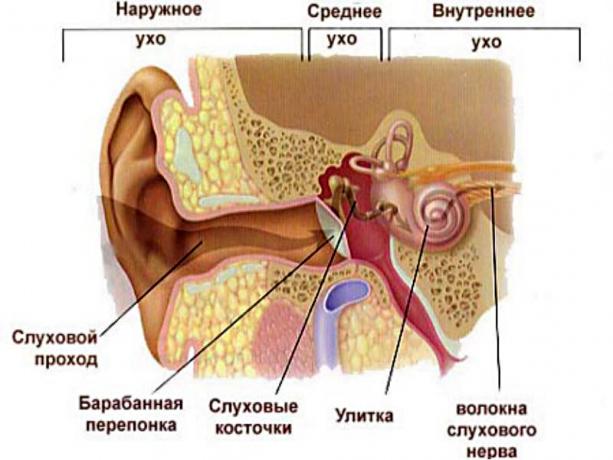 structura urechii