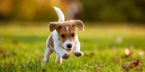 Cum se va schimba viața ta cu un cățeluș: 7 temeri principale ale crescătorilor de câini începători
