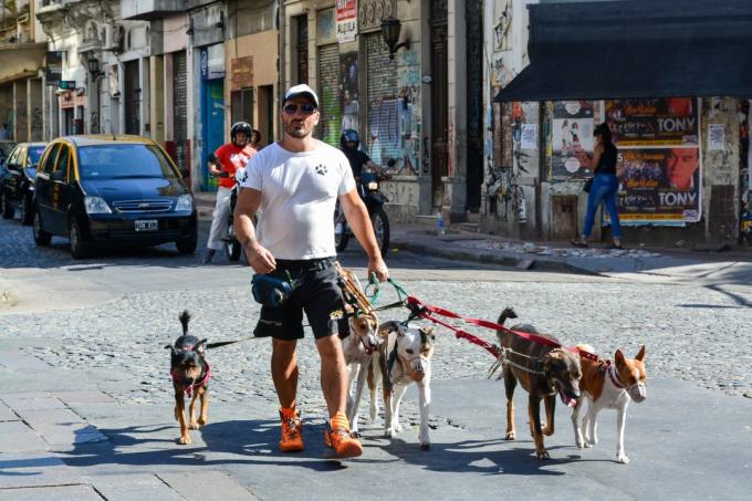 vizita Argentina: Câini