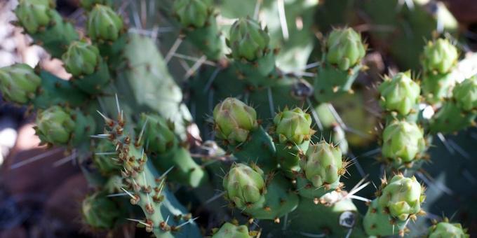 Cum să aibă grijă de cactus: muguri de cactus expulzat