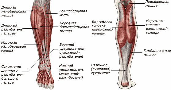 Structura piciorului inferior