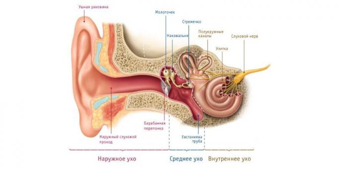 În cazul în care copilul are dureri de urechi, există un motiv fiziologic pentru aceasta